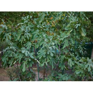 Figovník jedlý (Ficus Carica) ´VIOLETTE DAUPHINE´ - výška 120-150 cm, kont. C10L